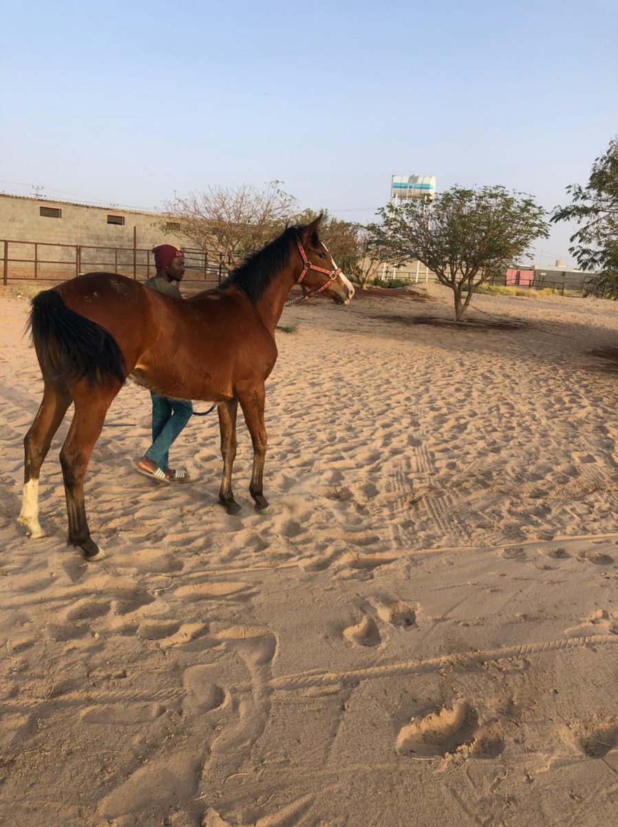 FAISAL ALSULIMAN tweet media