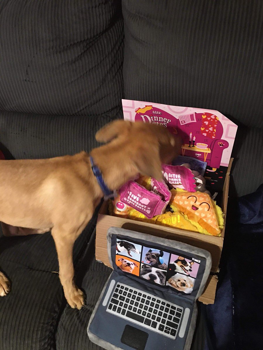 GlenCoco Got His Barkbox in today😭🥰🐶