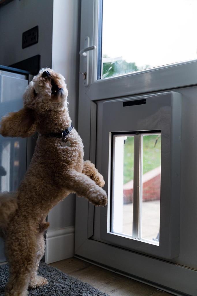 #doggydoor