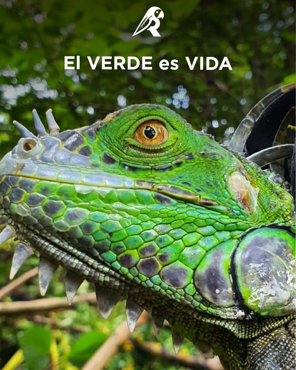 reforestosv's tweet photo. ¿Sabías qué?

Uno de los significados del #verde es: la representación del #MedioAmbiente y su #sostenibilidad. 

Este es el color de muchos #árboles, #plantas y #animales, animales que merecen vivir en #libertad como la #humanidad.

#ReforestoSV #SomosRaicesSV #VidaSilvestre https://t.co/ItuvwSR2p2