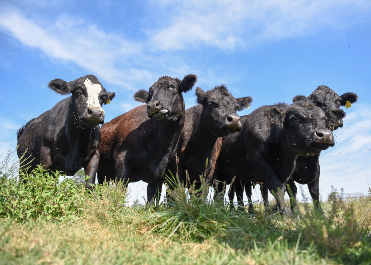 Get out and enjoy the weather.... but don't forget to join us TONIGHT AT 5:30 p.m. where Topanga McBride will share how she involves agriculture in the advertising industry through 502 Marketing. 

Photo by Sierra Day.