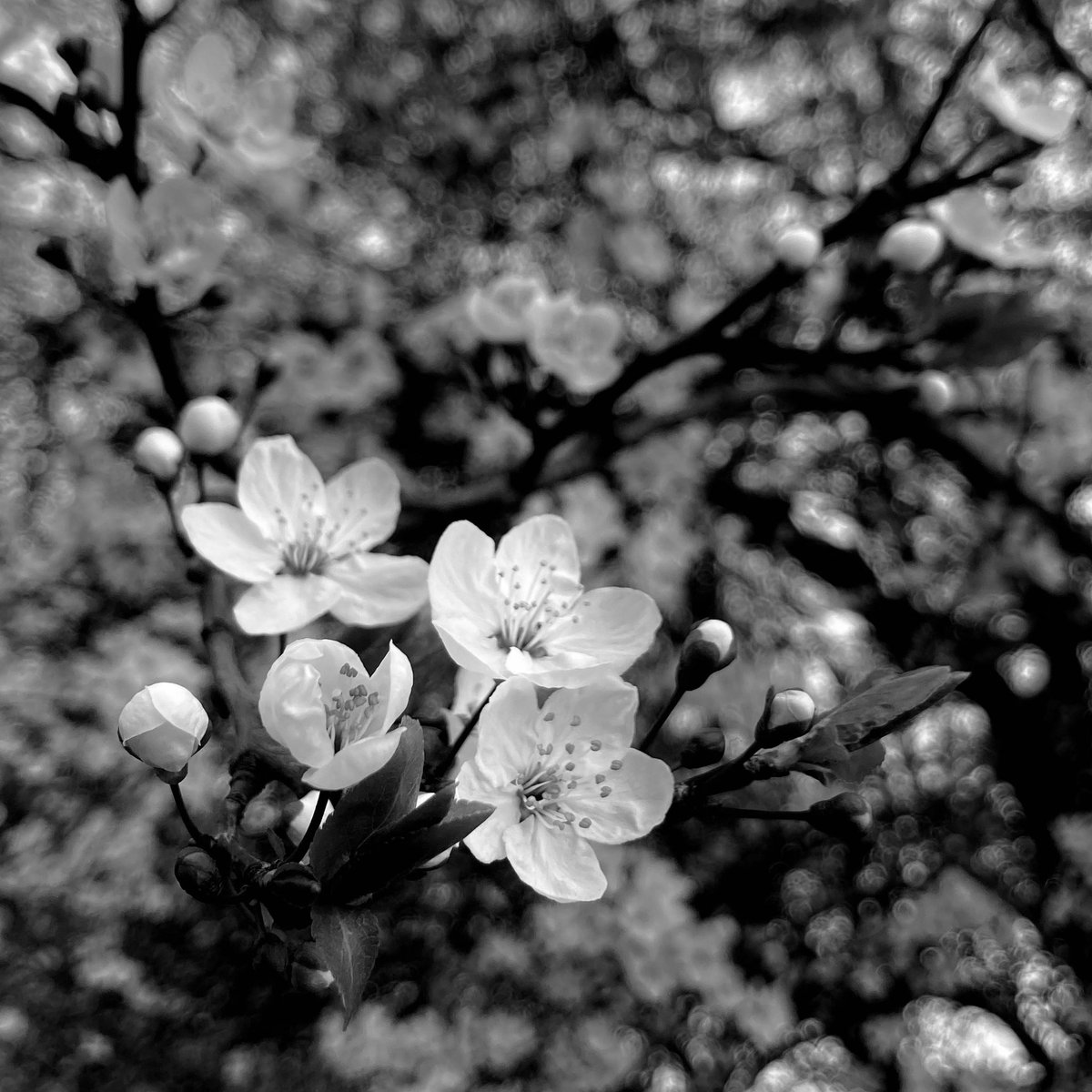Breaking Through #cherryblossom #sakura #londoninspring #blackandwhite #iphonography #monochrome