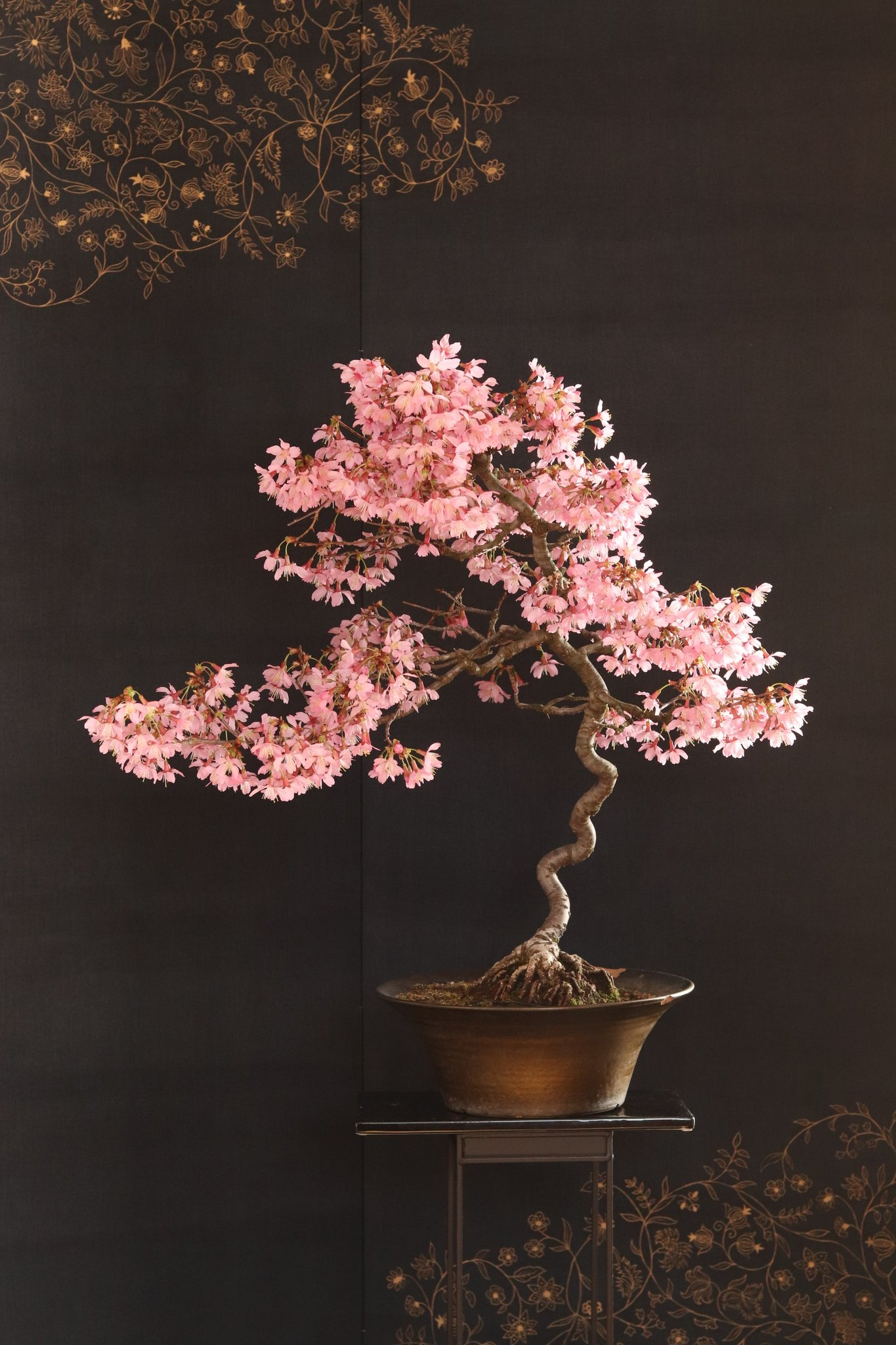 Bonsai Empire on Twitter "It is that time of the year again… Sakura