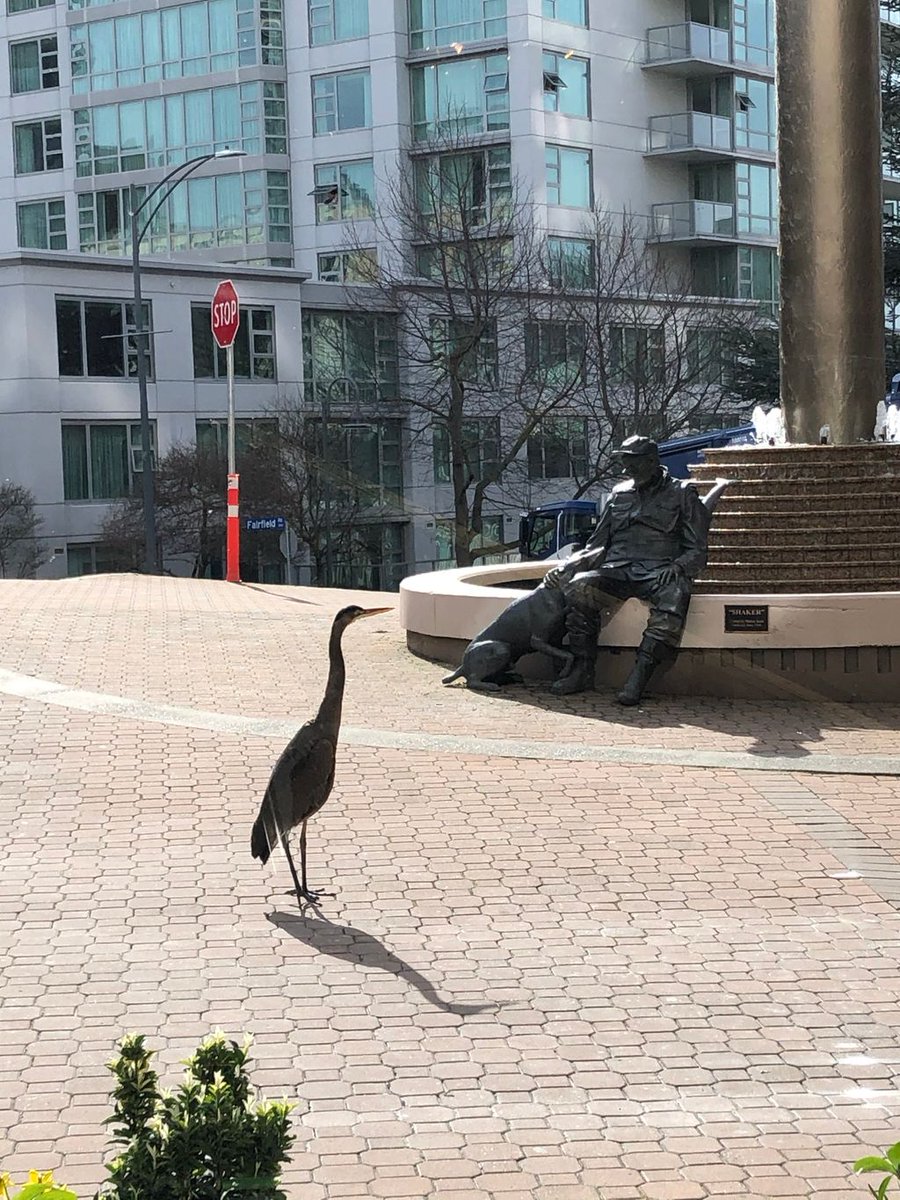 The word is out that we have special rates for locals.  Apparently we are a great nesting stop. 
#staylocal #yyj #thinklocalfirst