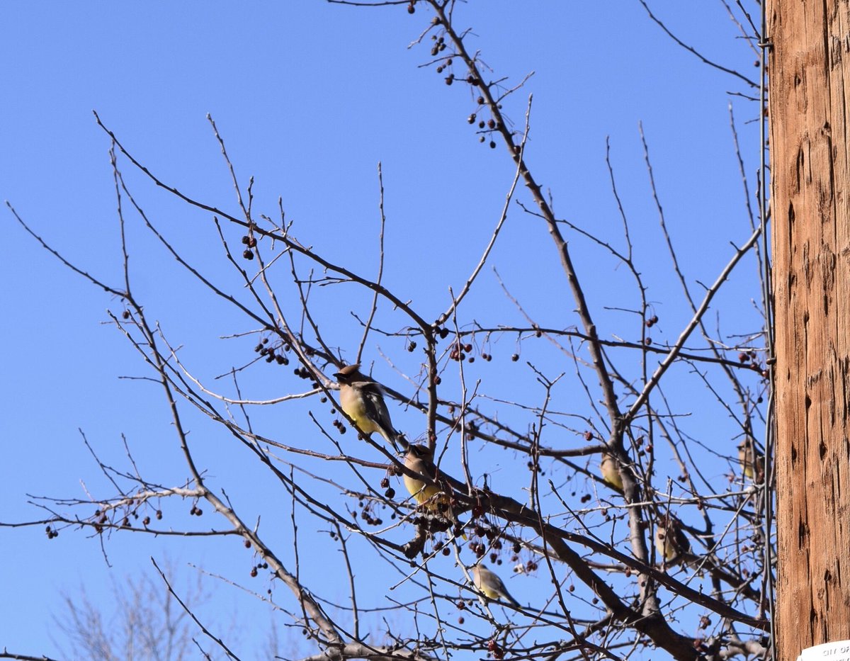 BarbwireBerries's tweet photo. Charlie 🐶 and I found a tree full of Cedar Waxwings on our walk today. I would have loved to get some better shots but this was all I managed. Maybe tomorrow.  #cedarwaxwings https://t.co/7RqqDQZSQZ