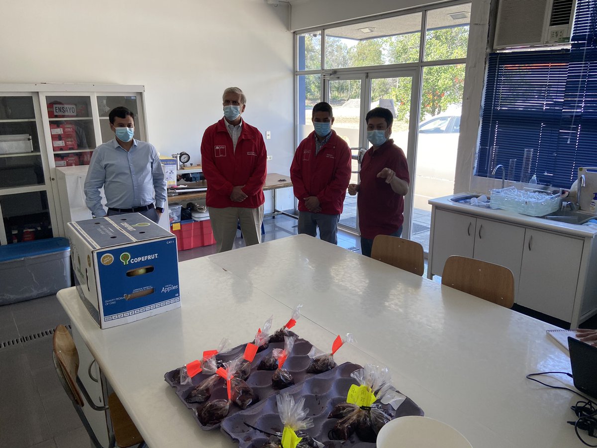 Seguimos el recorrido por #Maule, visitando en trabajo impulsado por el Centro de Pomáceas de la <a href="/UTalca/">Universidad de Talca</a> y su aporte a la fruticultura nacional. #Innovación <a href="/MinagriMaule/">Minagri Maule</a>🍎🍏🍎
