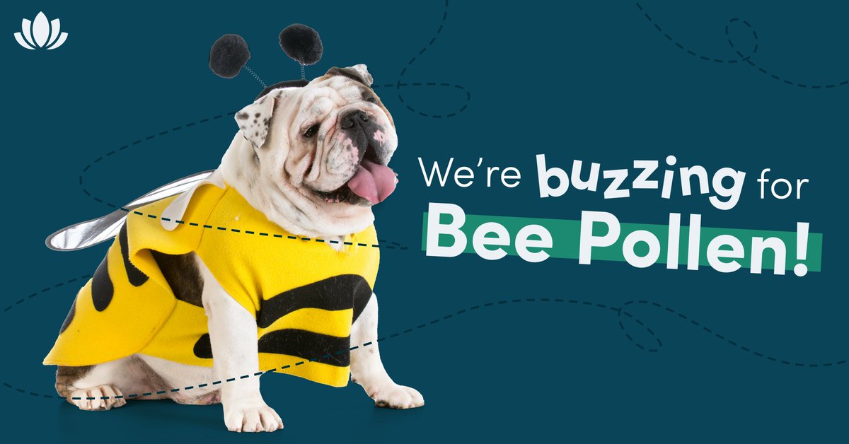 springtime_supp's tweet image. You’ve probably heard a lot of buzz about this popular superfood. Turns out, Springtime&apos;s Bee Pollen for Dogs packs a health punch for our fur friends, too. It&apos;s our oldest product and still one of our most tried-and-true supplements.

Learn more: bit.ly/beepollenfordo…