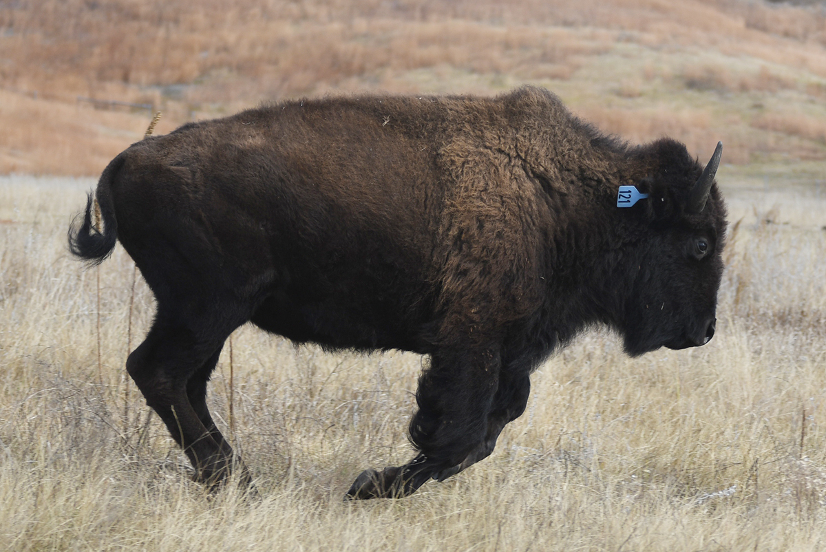 National Bison Association on Twitter: "~TEACHABLE TUESDAY~#N#Did you