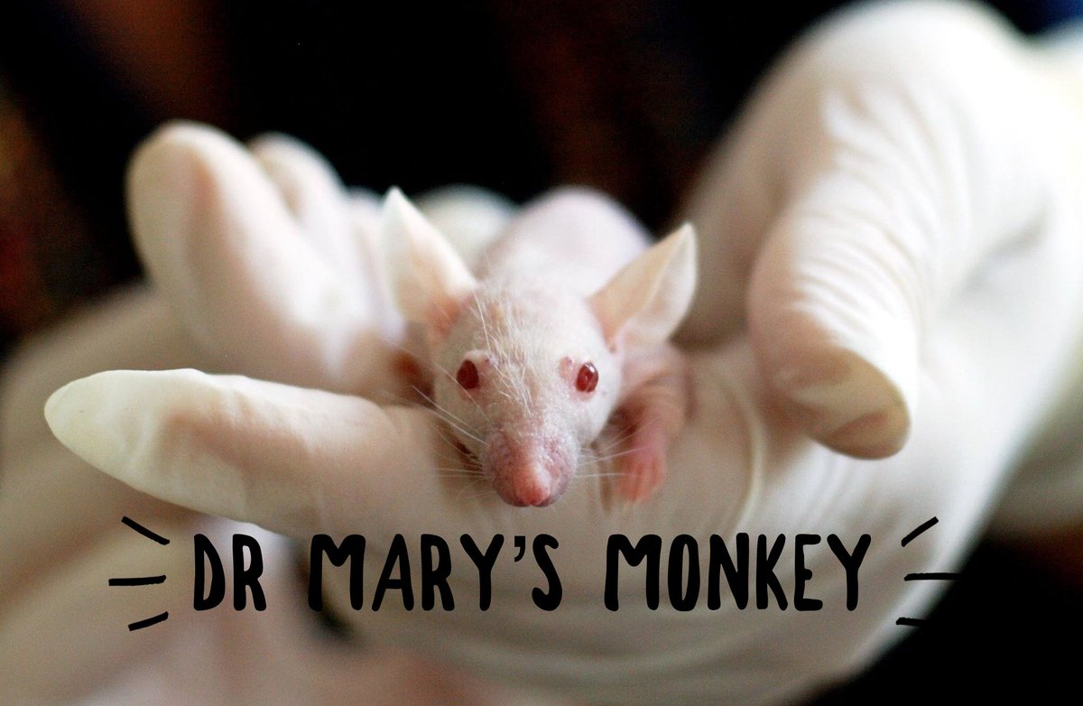 Episode 7 Part 4 Dr Mary’s Monkey anchor.fm/2babblingbroad… #podcast #jfk #jimgarrison #davidferrie #conspiracytheory #monkeyvirus #podcasting #podcastlife