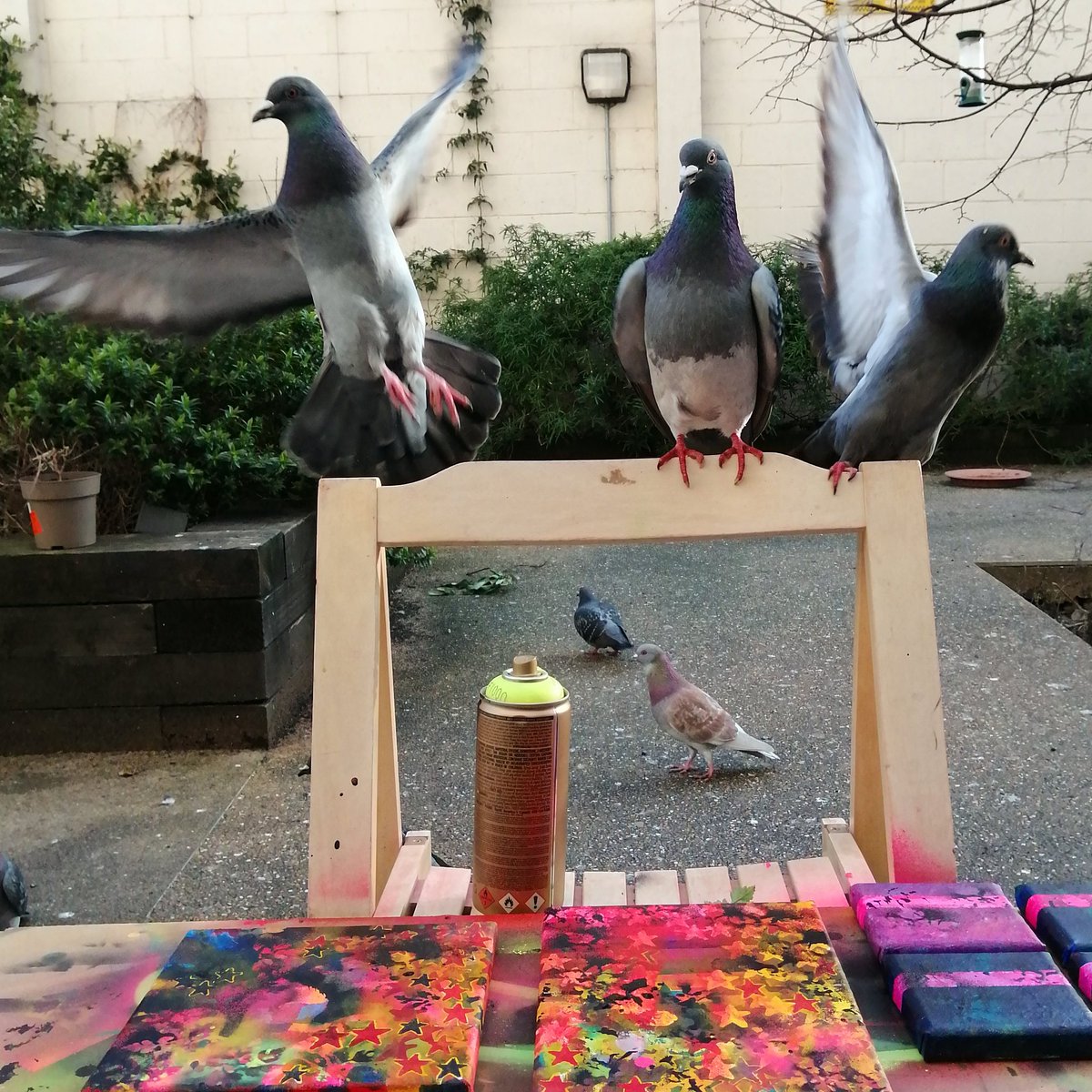 Sean_Worrall's tweet photo. Today at the studio, how can I work under these circumstances? They do like to hang out here and watch... #Pigeons #artcritic #HackneyWildlife #art https://t.co/S0uwlh7lm8