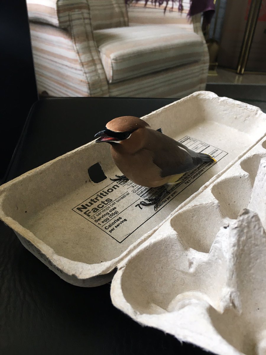 eickerbe's tweet image. just saved his life don’t call