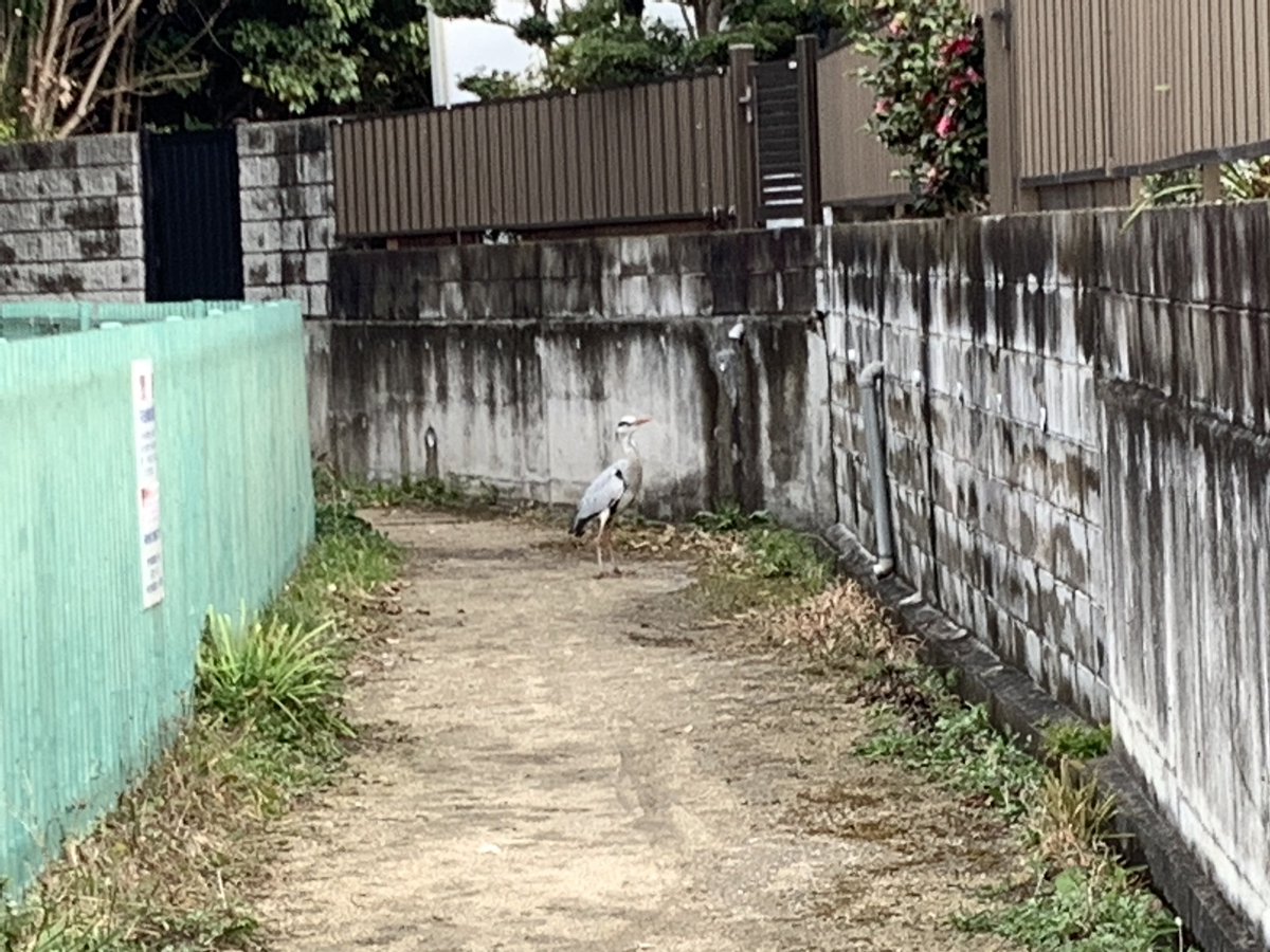 #早朝ランニング

道塞がんで？