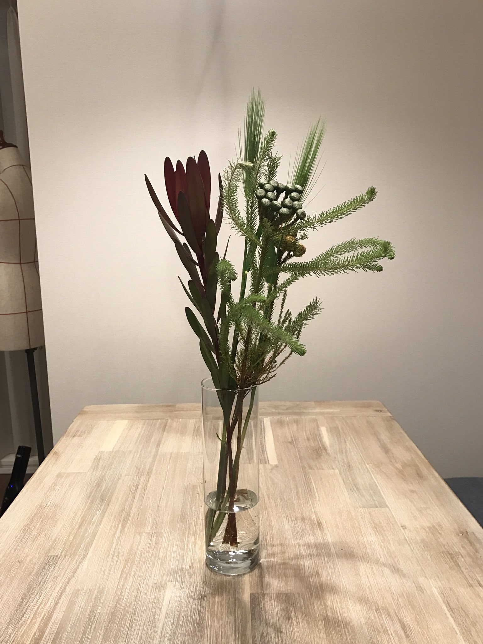 Twitter এ ゆべし 名前がわかんなかった松みたいななんか可愛いと思ってたやつ お花屋さんで見つけた 君の名は バーゼリアグリーニッシュ によろにょろしててかわいい T Co Henebaa87w ট ইট র Twitter এ ゆべし 名前がわかんなかった松みたいななんか可愛いと思ってたやつ お花屋さんで見つけた 君の名は バーゼリアグリーニッシュ によろにょろしててかわいい T Co Henebaa87w ট ইট র