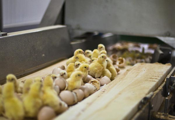 0x9b5a5c's tweet photo. So for how long we will pretend like there's nothing that calls "chick culling" that happens in nearly all countries?

⚠️ I do not recommend looking for pictures, those are harsh https://t.co/REz96IYwL1