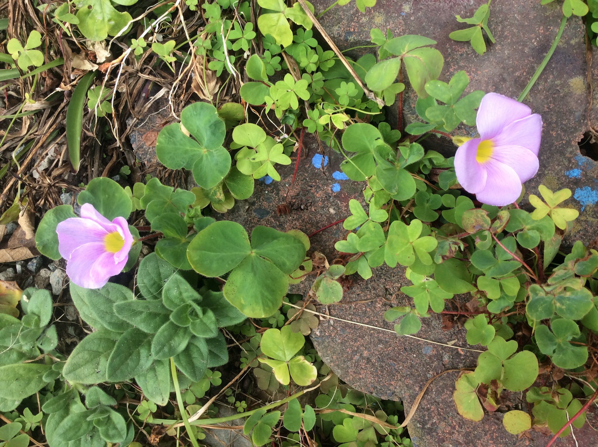 カブの花 Twitter Search Twitter