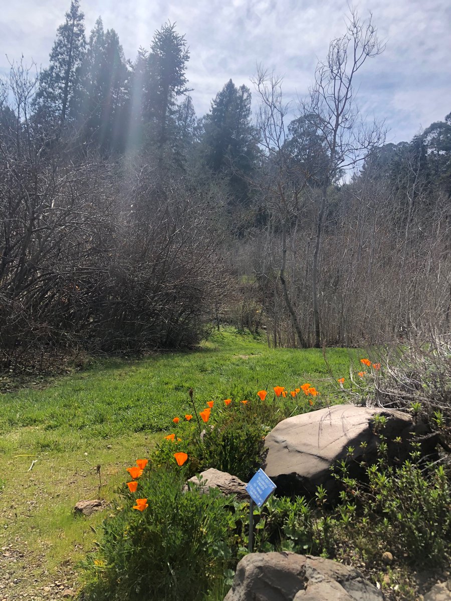 With the sacred ones. #californiapoppies