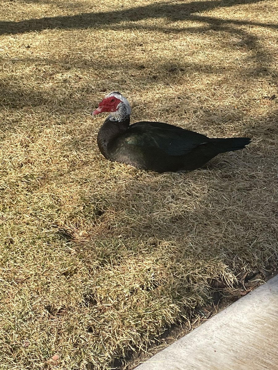 FireGoddess_702's tweet photo. What is this duck?? #DuckTales #Nature #MoveYourBooty https://t.co/omCRb0NHyn