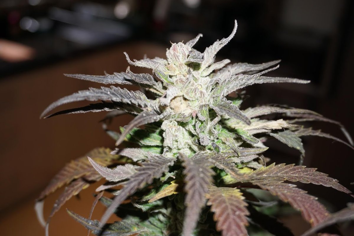 White Widow X Big Bud

#Cannabis
#Marijuana
#joint
#skunk