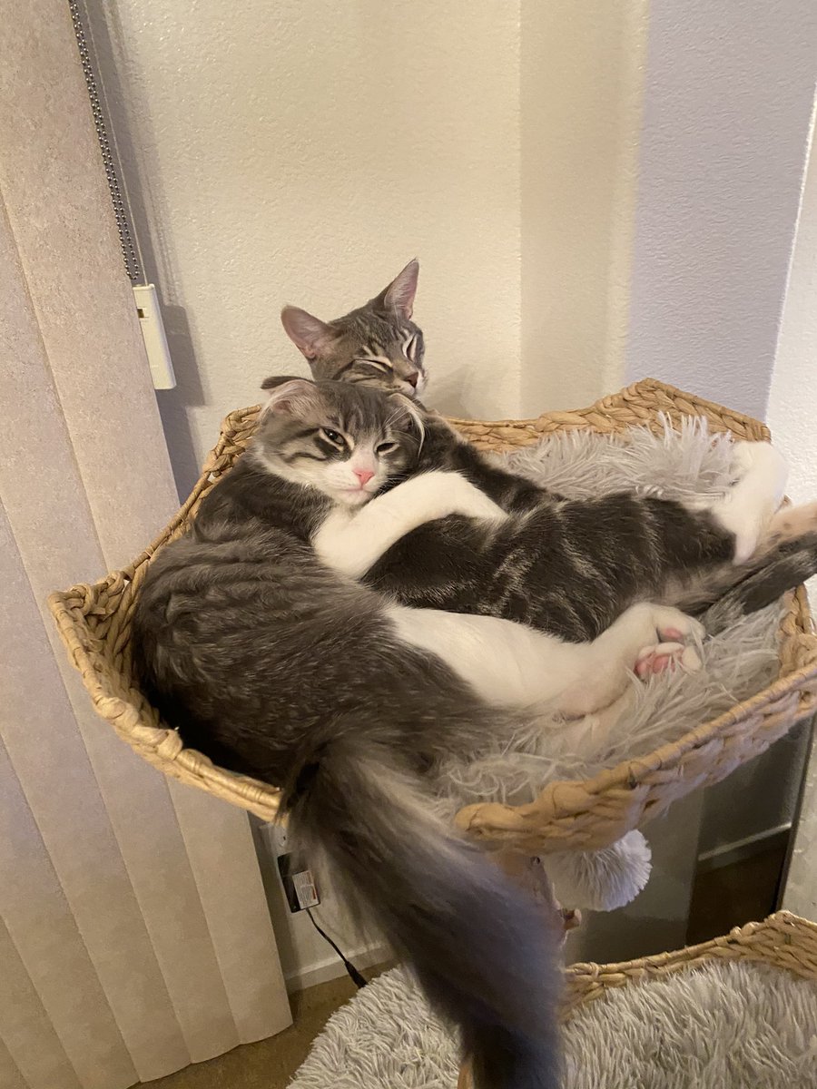 my brother sends me pics of our cats daily so meet jin &amp; ju