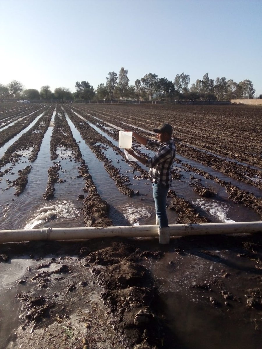 AlbertoVillegaA's tweet photo. Levantamiento topográfico muestreo de suelo, prueba de riego de diagnóstico en la parcela del pozo #8 en San Juan de la Vega en apoyo al Modulo Margen Derecha del Distrito de Riego No. 085 La Begoña.
@MUAC_GTO 
@SDAyR_GTO https://t.co/kkqt1Zczur