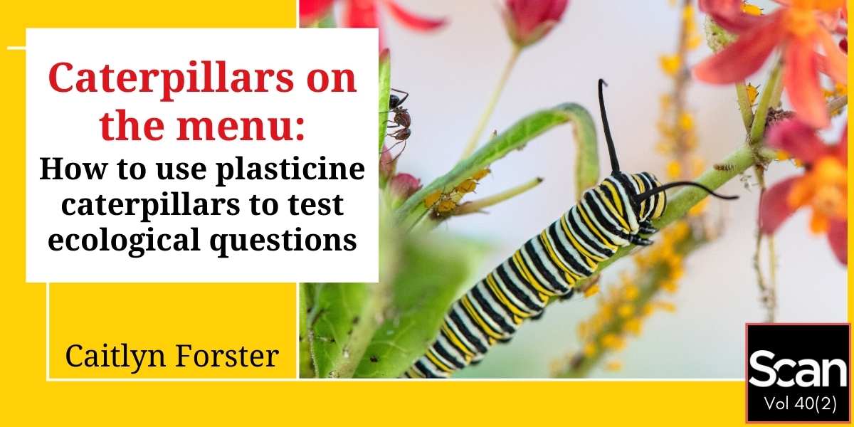 Ready for some hands-on, outdoor science? Caitlyn Forster <a href="/sydney_uni/">University of Sydney</a> explains the use of plasticine caterpillars to research predators in the local environment: education.nsw.gov.au/teaching-and-l… #k12 #scichat #ScienceEducation @BambiraptorF