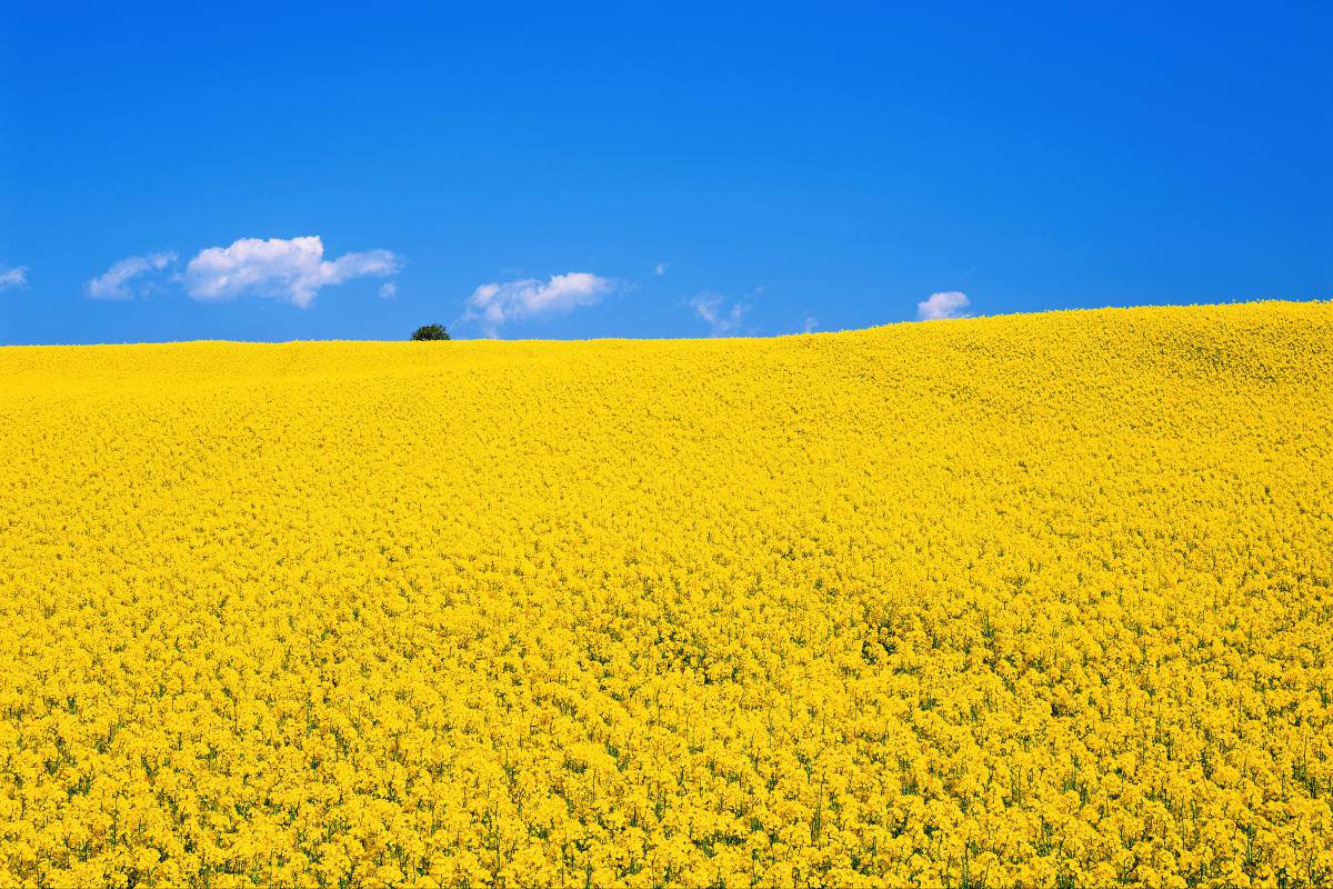 Виднелось желтое поле. Поле с желтыми цветами. Рапсовое поле и голубое небо. Желтое поле голубое небо. Поле рапса.