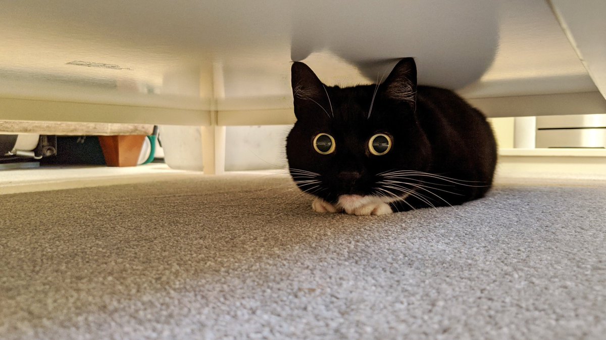 CuriousZelda's tweet photo. See a human 
Swipe the feet
Hear an ouchie 
Then retreat https://t.co/rHN49e8KdD