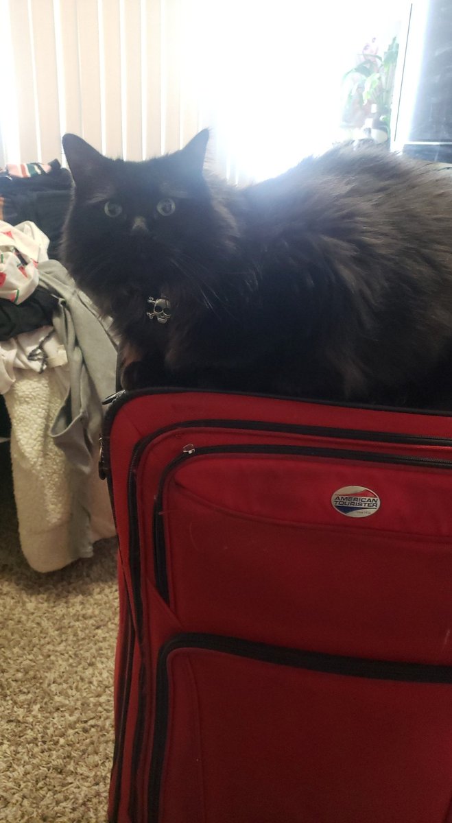 @thredcount This is Shadow and he hates when I pack for trips lol