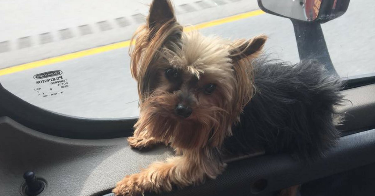 IncNvr's tweet photo. Our 4-legged friends are just as much a part of our family as our employees. NVR Express Inc knows that our drivers are out doing an excellent job and we're happy to let them bring along their furry family with them is just as much a part of our family as our employees. https://t.co/cvoiIBE1ed