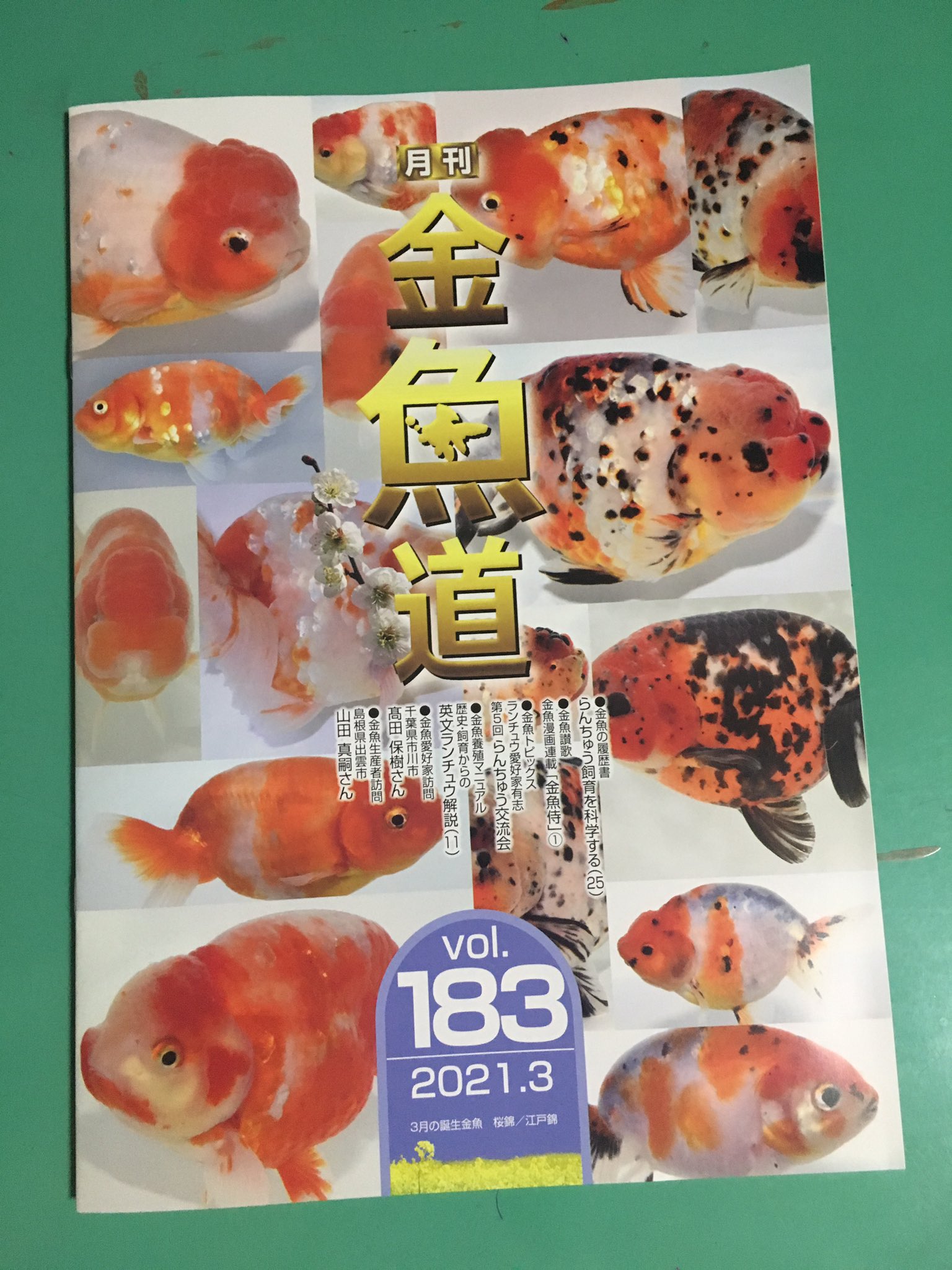 月刊 金魚道 Monthlykingyodo Twitter
