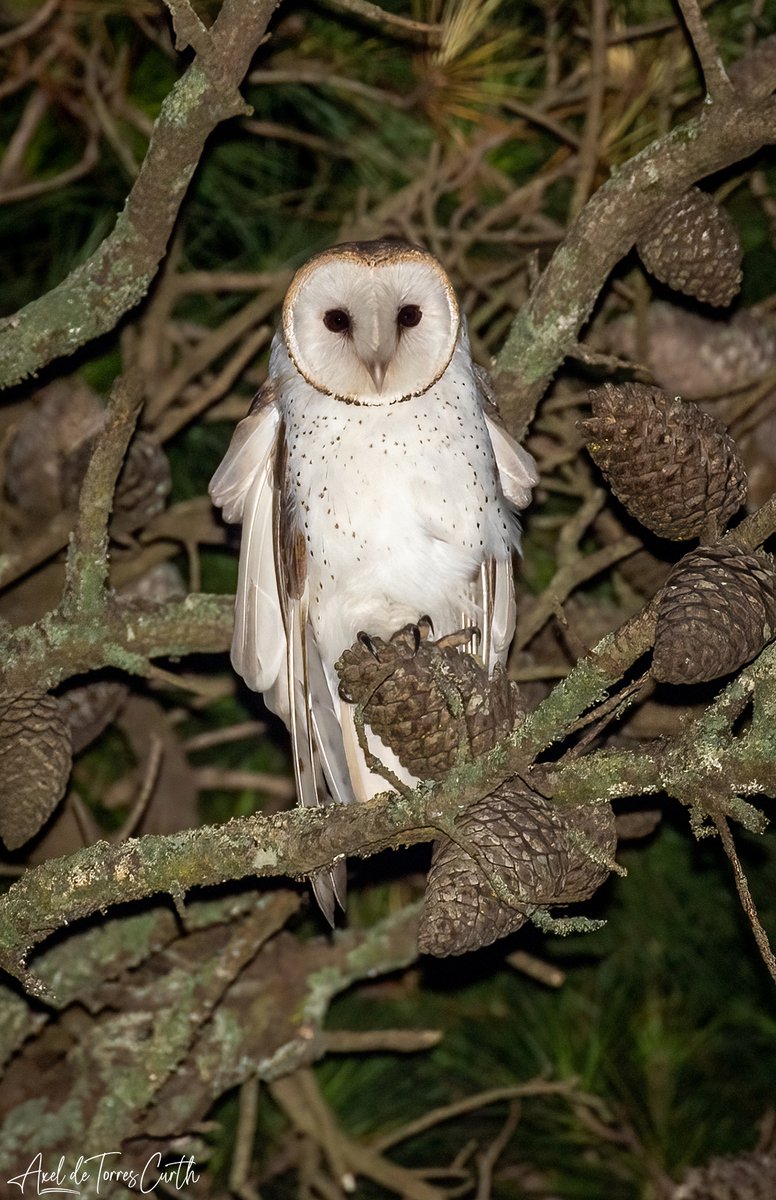 #lechuzadecampanario #barnowl #tytoalba #birdsofinstagram #animalsmood #your_best_birds #birds_adored #birdwatching #bestbirdshots #nature_brilliance #EarthVisuals #artofvisuals #natureaddict #naturediversity #ourplanetdaily #avesargentinas #coatucuquere #expedicionttfp