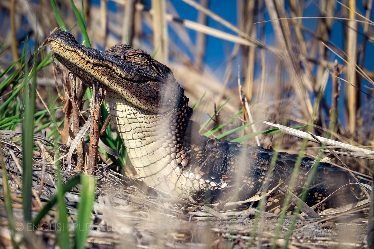 EnglishAnneCHS's tweet photo. Smiling, snoozing alligator enjoying the springlike day in the ACE Basin Sunday #acebasin #getoutside #wildlifephotography https://t.co/caRNdikl6Y