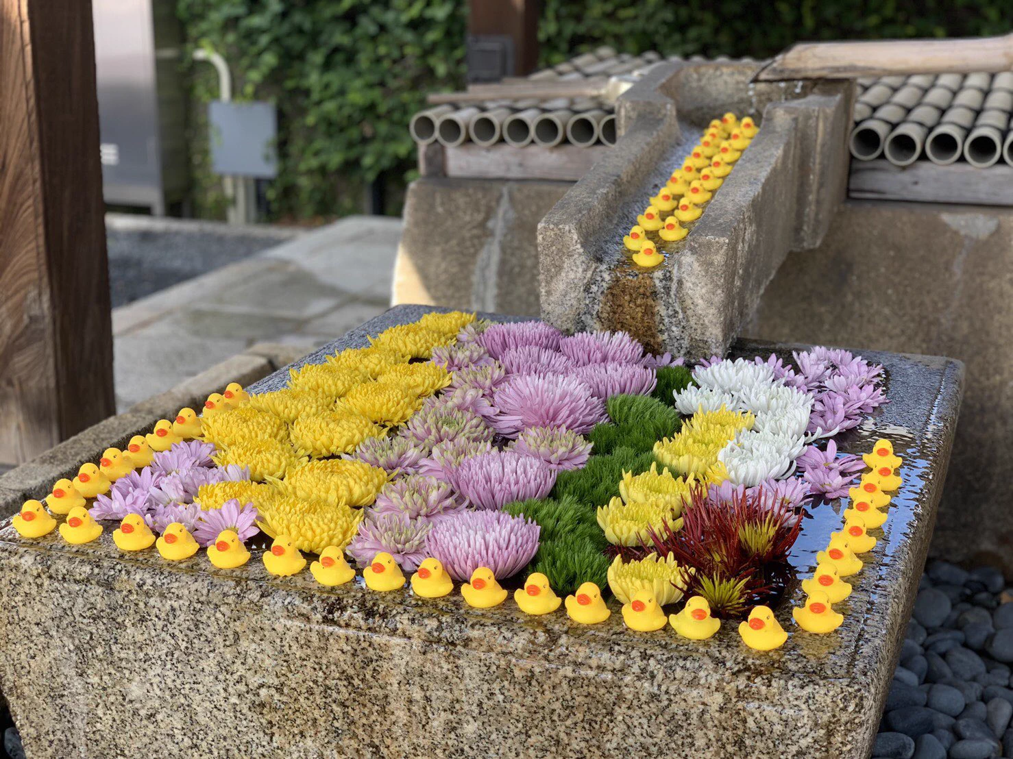 新撰組発祥のお寺の「金戒光明寺」さんにアヒルの大群が寄贈される！世の中、良い人もたくさんいるんですね！