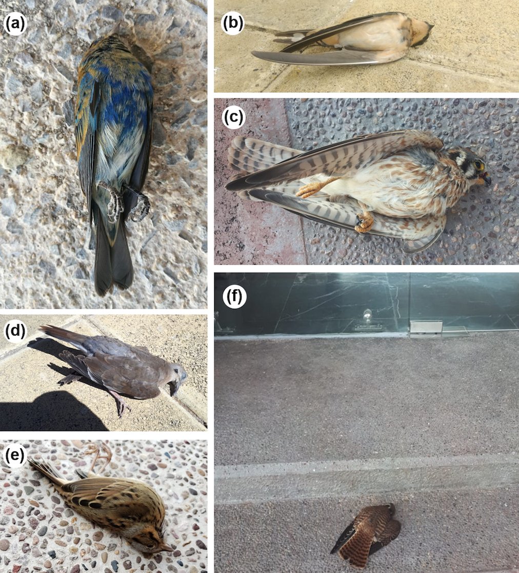 EcologicalRes's tweet image. #openaccess
The invisible enemy: Understanding bird‐window strikes through #citizenscience in a focal city

Paulina Uribe‐Morfín et al
esj-journals.onlinelibrary.wiley.com/doi/10.1111/14…

#windowcollisions #ornithology