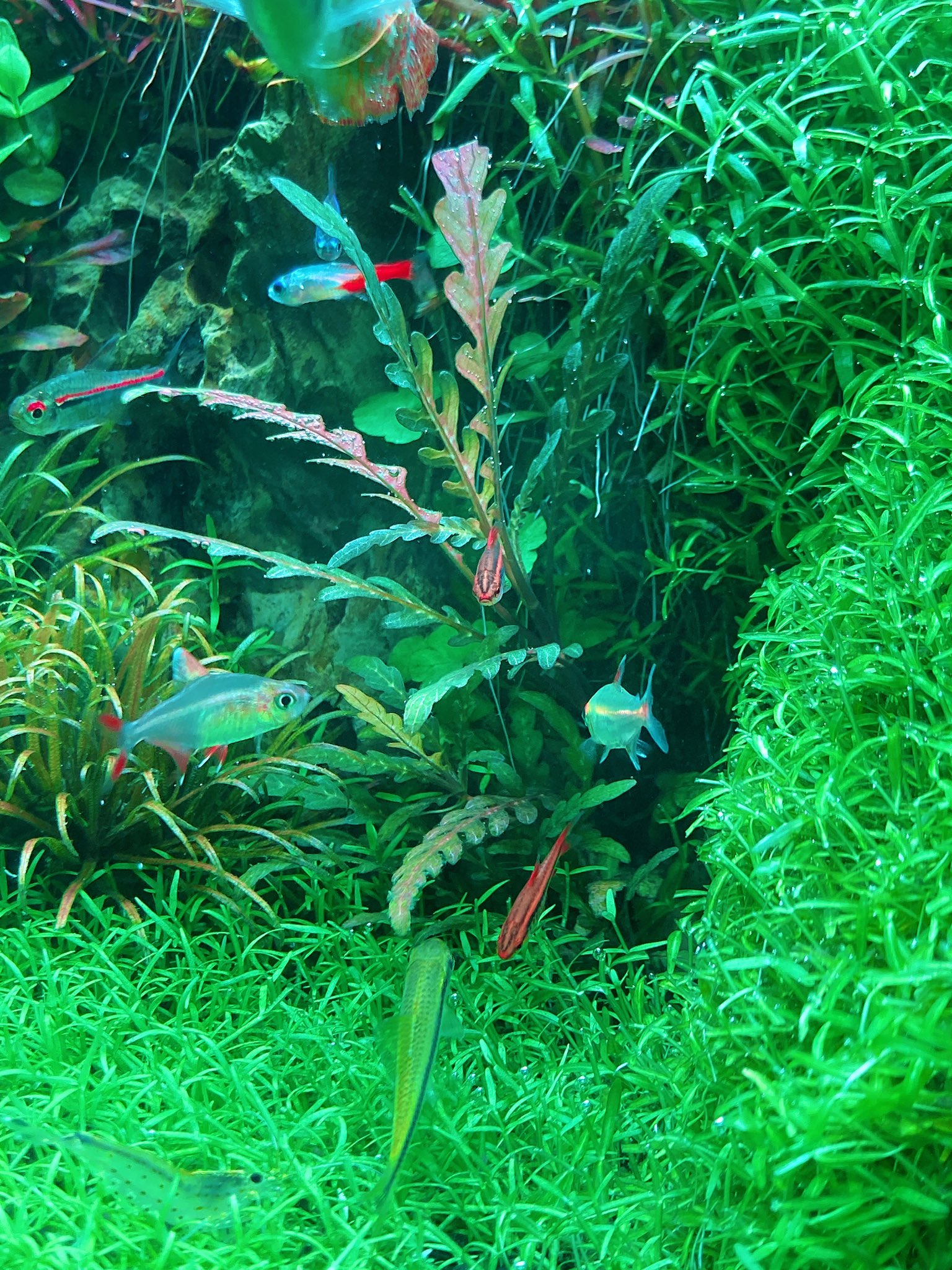 ぽん Aquarium 𖥧𖥧 𓆛 𖥧𖥧 おはようございます 昨日と違い空も快晴で最高です 近くの公園にでもいって光合成でもしようかしら 家の水槽ではピンナティ Uk が順調に竹になろうとしています いいぞ もっと伸びろ ハイグロフィラ