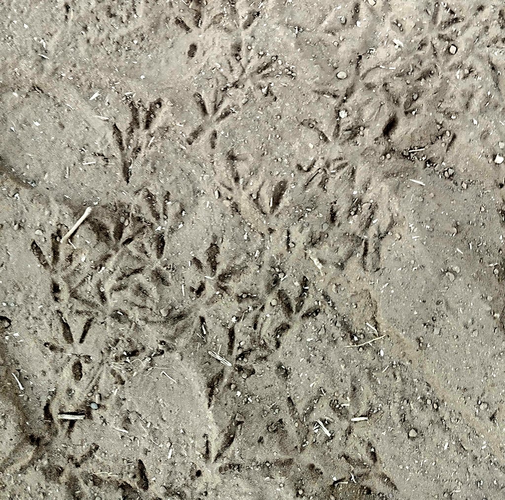 lalitgajjer's tweet photo. Pugmark of the bird. Nature at down to earth.
પક્ષીનાં પગલાં.
#birds #nature #foot #pugmark #wildlife #WorldWildlifeDay #photography #downtoearth https://t.co/JAszAJBnwL