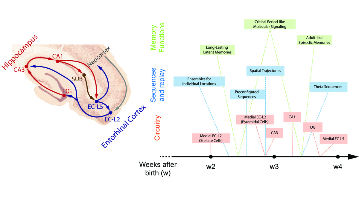 Most people have no clear memories from their first few years of life. @FlavioDonato82 @GeorgeDragoi2 @NoraNewcombe &al. discuss how this phenomenon relates to hippocampal development in their symposium review @SfNJournals.
bit.ly/3bSSyln