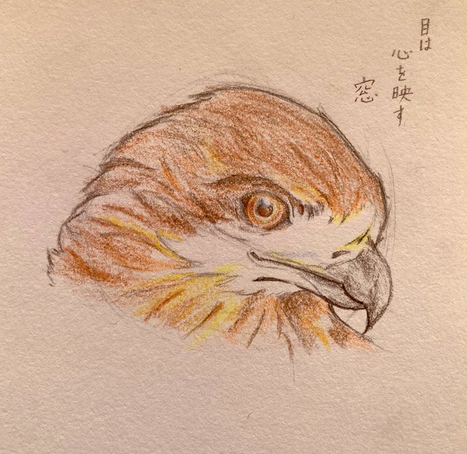 トンビのtwitterイラスト検索結果 トンビのtwitterイラスト検索結果