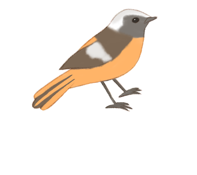 鳥のイラスト図鑑のtwitterイラスト検索結果 鳥のイラスト図鑑のtwitterイラスト検索結果