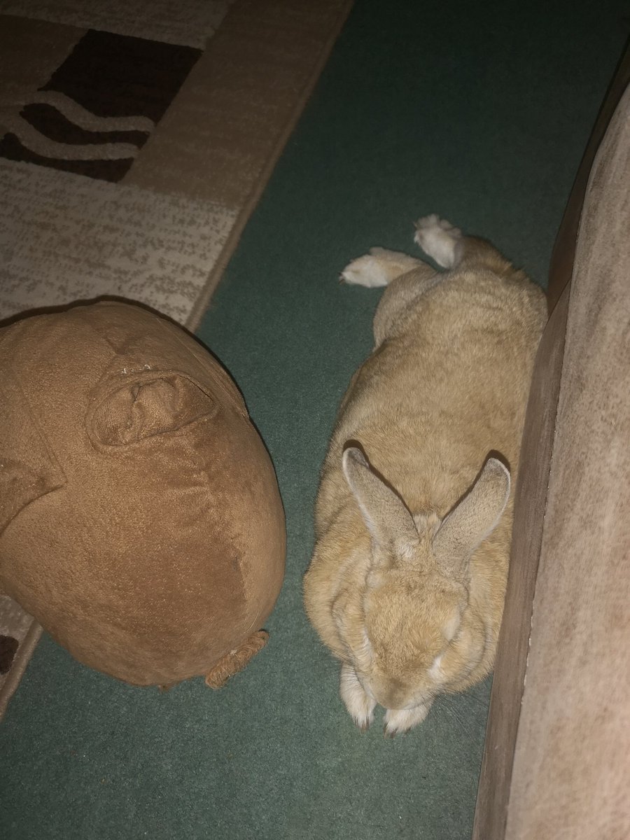 Brrylynch's tweet photo. Second night of working through the night but at least i have some company 😁 https://t.co/44egZYfw2N