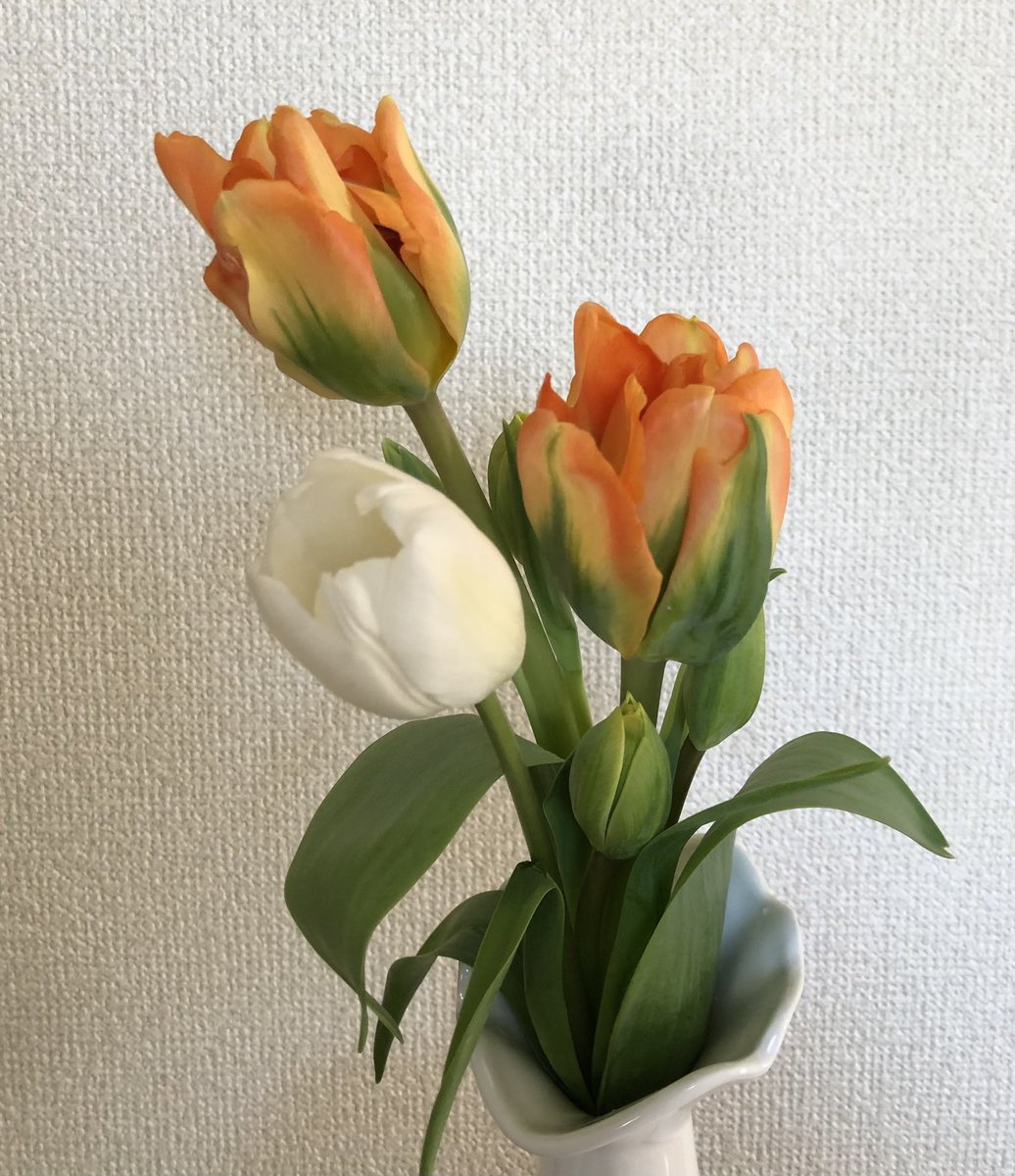 ぴょんすけ 桃の花だけ買うつもりでお花屋さんに行ったけどチューリップの名前に惹かれて買ってもうた オレンジ色のこの品種 ディズニーランド パリって名前なんだって ぴょんすけ 桃の花だけ買うつもりでお花屋さんに行ったけどチューリップの名前に惹かれて買ってもうた オレンジ色のこの品種 ディズニーランド パリって名前なんだって