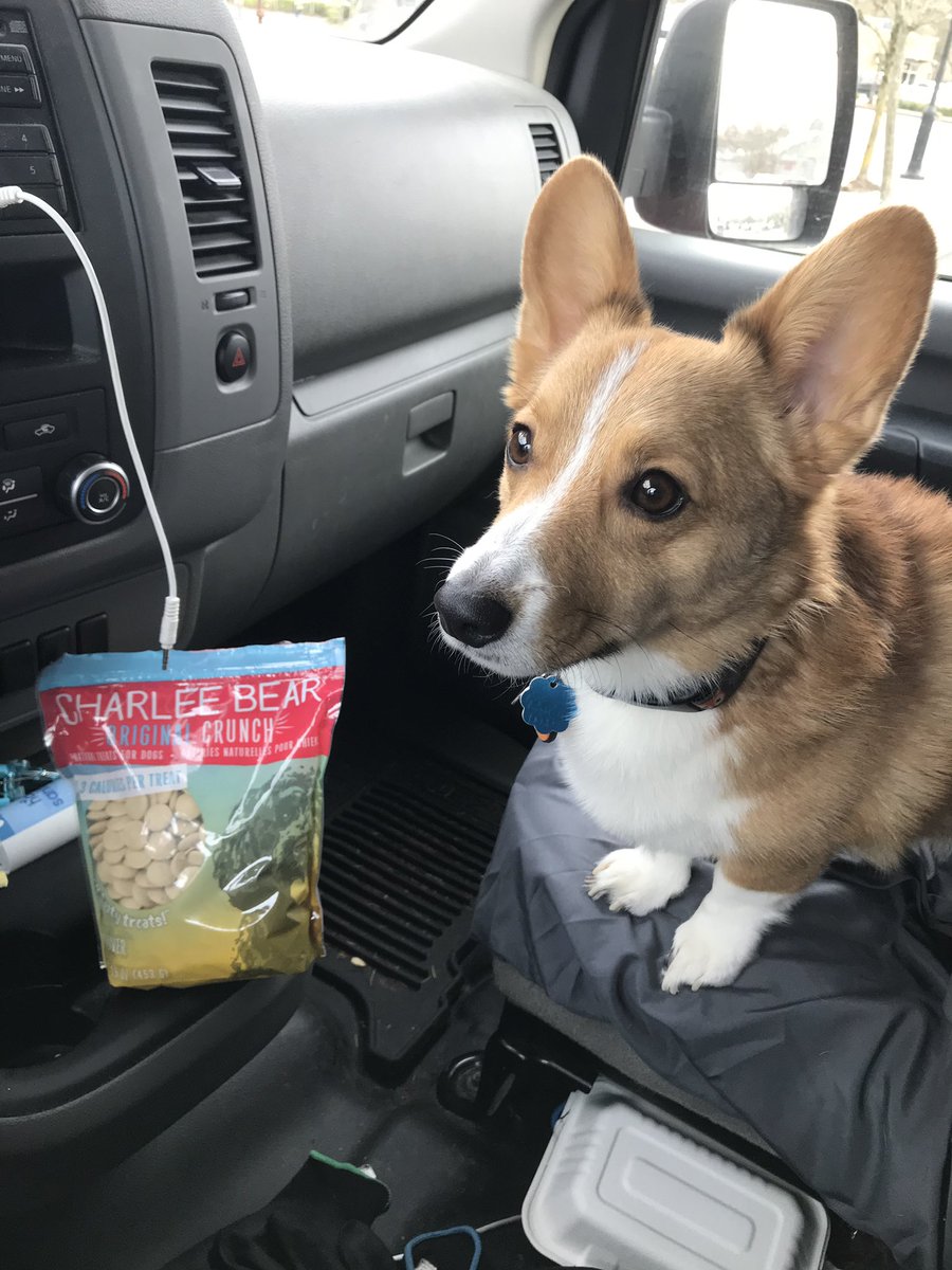 A little Charlee Bear for our Yogi Bear!🐶🐶🐶
.
#CorgiCrew #Corgi #dogsofinstagram #doggy #momo #dogs #dogtreats #carride #corgis #hangingwithdad