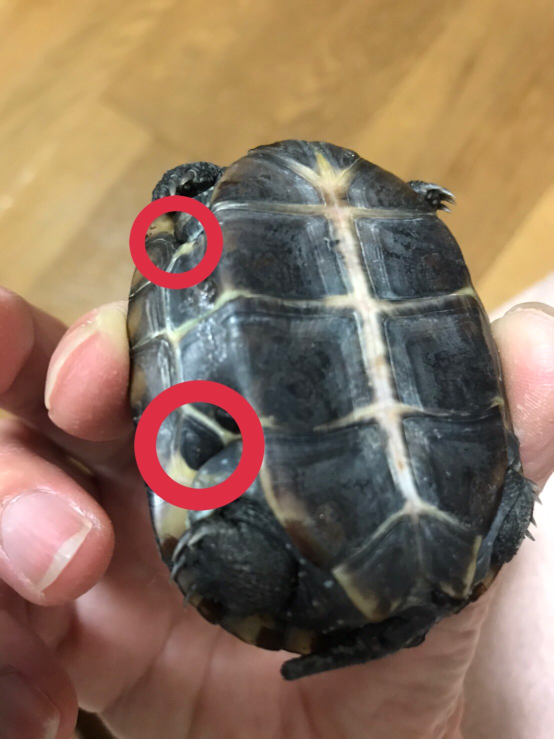 スタンド 代理人 衝突 ヌマエラビル カメ Legionpost328 Org
