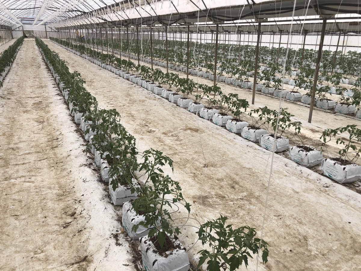 Tomberry tomato production in full swing!

#tomatoes #ausag