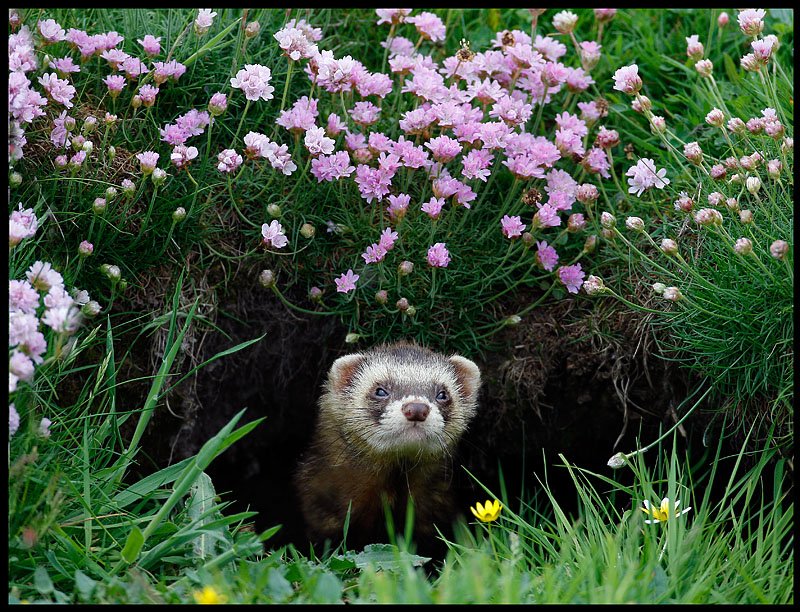 The animals that live here are gorgeous(English name followed by Shetland name)Shetland PonyOtter, DraatsieFerret/Stoat, PolecatShetland Sheep