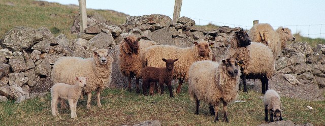 The animals that live here are gorgeous(English name followed by Shetland name)Shetland PonyOtter, DraatsieFerret/Stoat, PolecatShetland Sheep