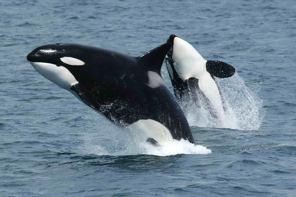 Our gorgeous sea lifeCommon seal, orcas, porpoise and grey seals