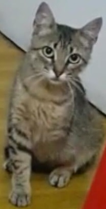 Fundación De Gatitos tweet media