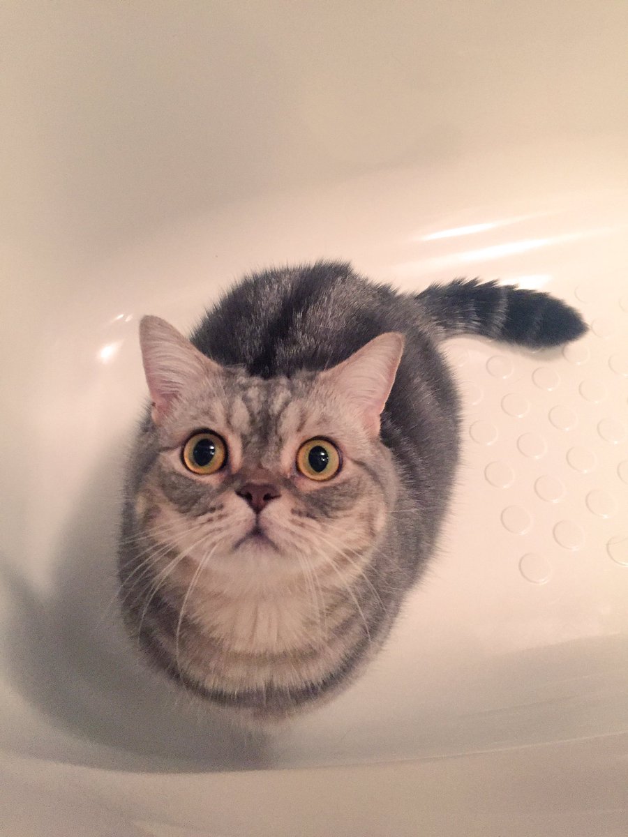 お風呂覗き込んで何してるのかと思ったら自分の顔見てたやつです。 