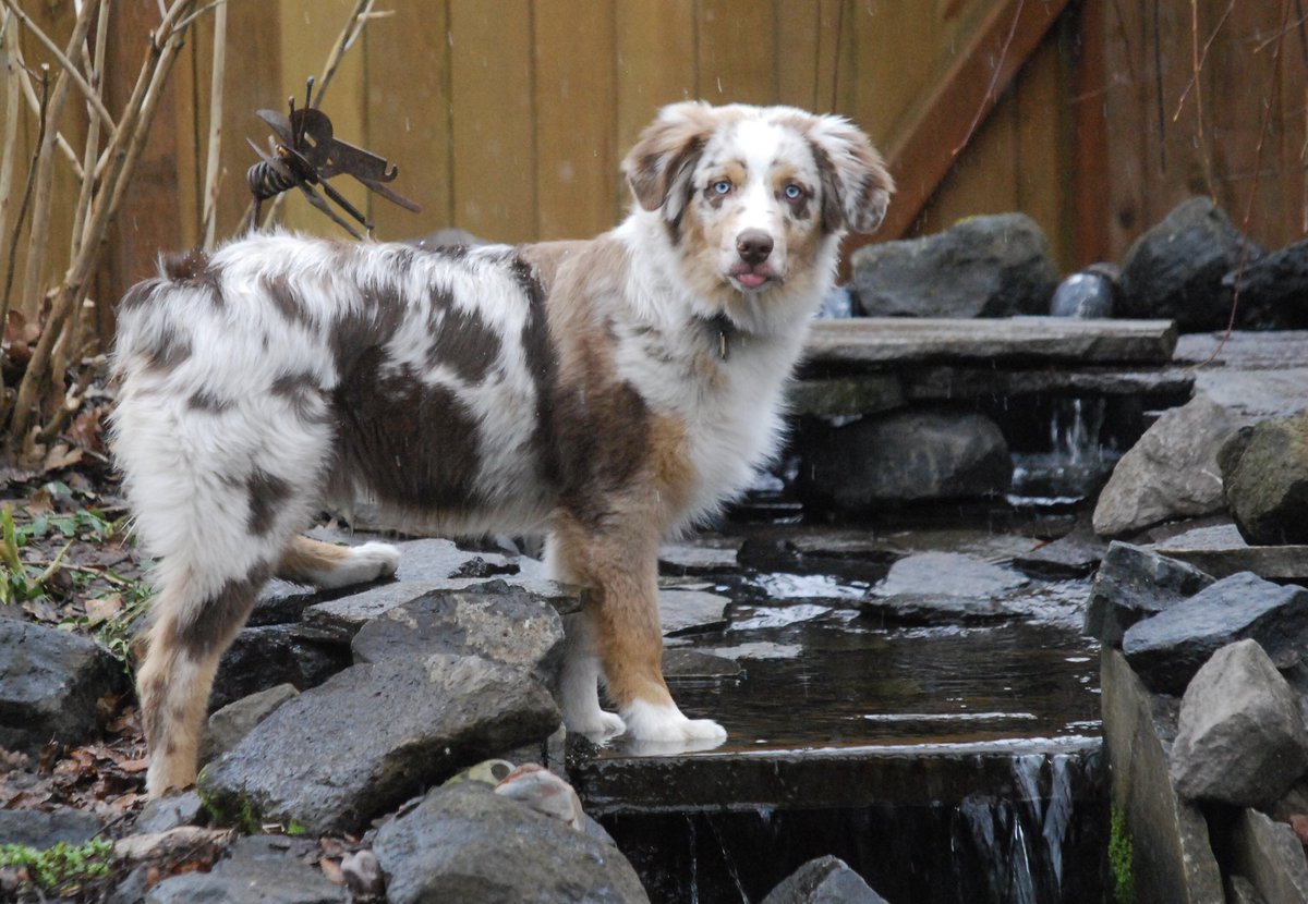 FloofnuggetM's tweet photo. @TheOvalPawffice @schultzinit I stick my tongue out at anyone foolish enough to spend their time looking for something nasty to say about Champ. He is a good, good boy! And I hope he had a good romp in the White House gardens today. I would let him play in my waterfall if he came to Oregon. https://t.co/dzBvzm7R1u